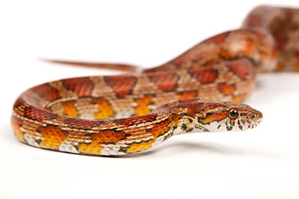 Expert Snake control services in Kenya by Staha Property Care Limited